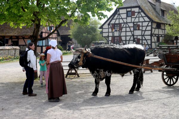 Guide complet pour profiter à fond de votre expérience au Puy du Fou