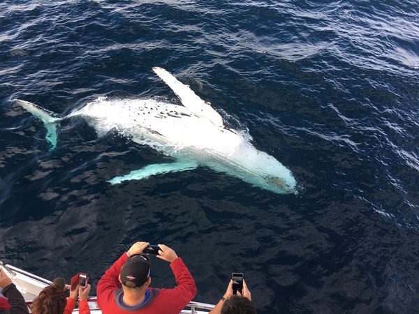 Où trouver les meilleures excursions en bateau pour observer les baleines à Hawaï?